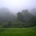 霧の市民の森